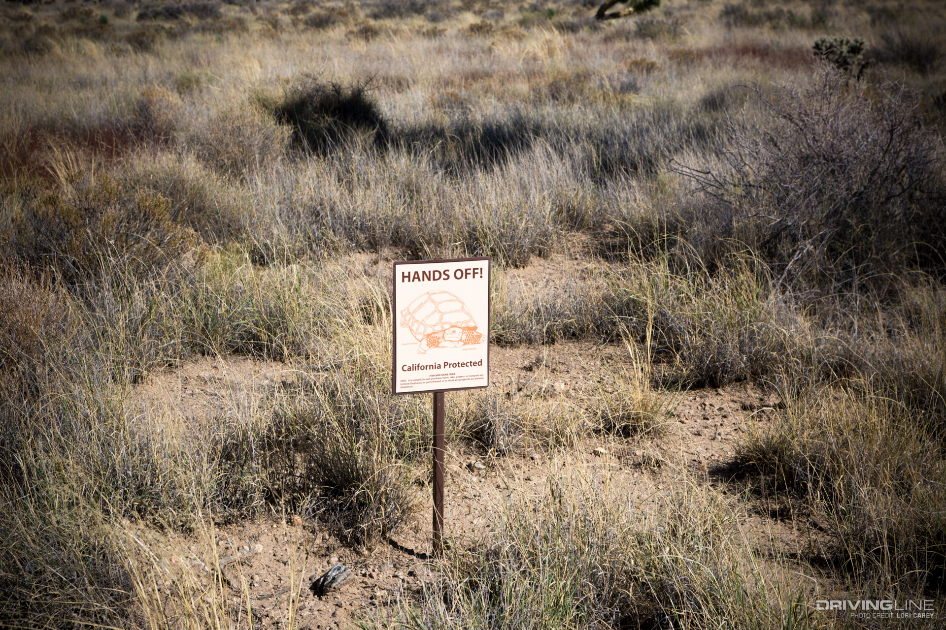 endangered desert tortoise sign