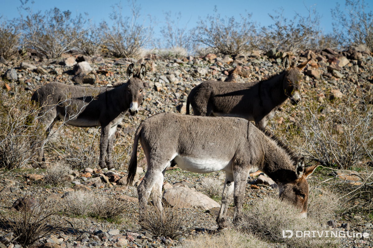 20140104_2486-Edit-Edit